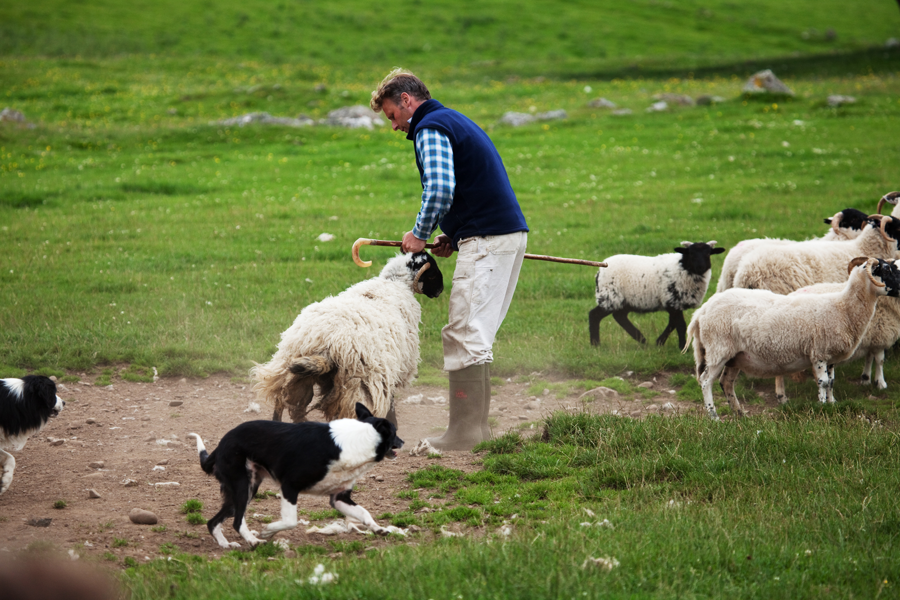 Sheepdog with sheep and farmer
